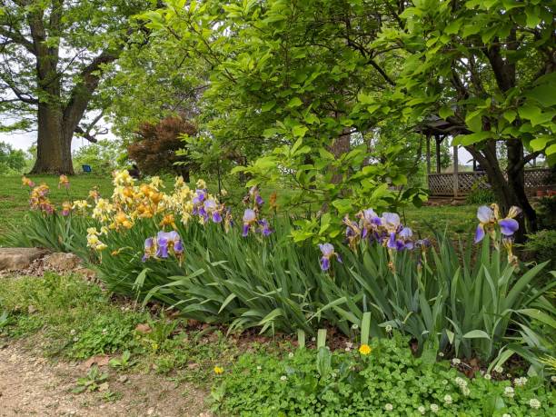 Irises bloom in the landscape stock photo