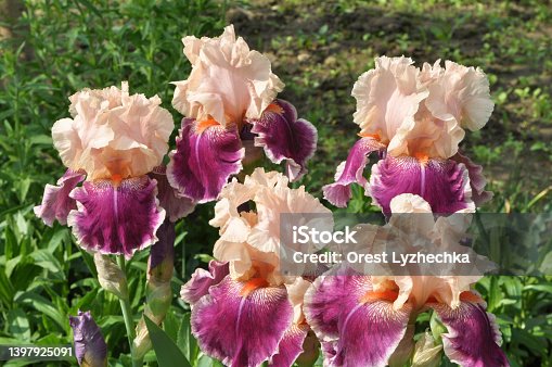 istock Irises flower in the spring 1397925091