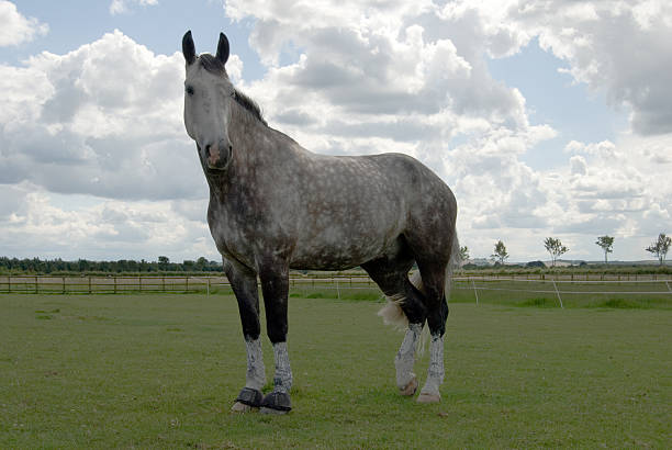 Irish Draft gelding horse with leg clay stock photo