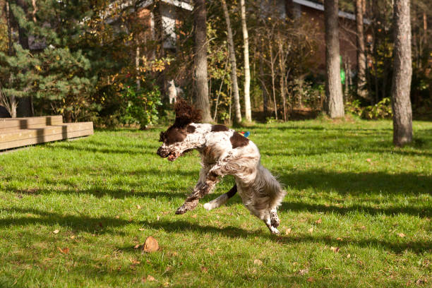 Irish Red and White Setter running in a grass field. Dog walking and playing in park. Happy pet in the wild Irish Red and White Setter running in a grass field. Dog walking and playing in park. Happy pet in the wild irish red and white setter puppies stock pictures, royalty-free photos & images