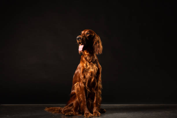 Irish Setter dog isolated on black background Portrait of Irish Setter dog isolated on black background irish red and white setter puppies stock pictures, royalty-free photos & images