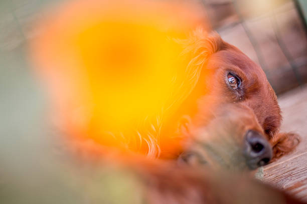 Irish setter resting Cute picture of an red irish setter resting, orange flower blurred in the front irish red and white setter puppies stock pictures, royalty-free photos & images