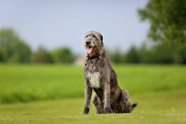 Irish Wolfhound dog stock photo