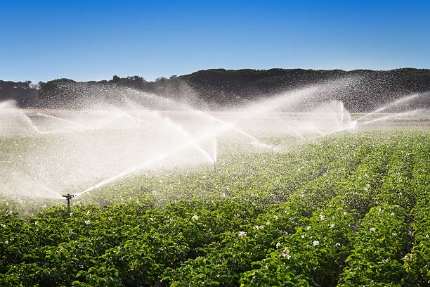 irrigation in field of growing potatoes - irrigatiesysteem stockfoto's en -beelden