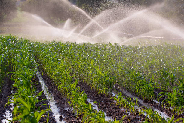 irrigatie op een maïs oogst - irrigatiesysteem stockfoto's en -beelden