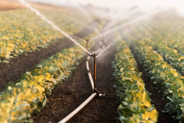 Irrigation system for watering cabbage field stock photo