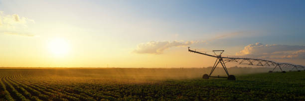 Irrigation system watering soybean field stock photo