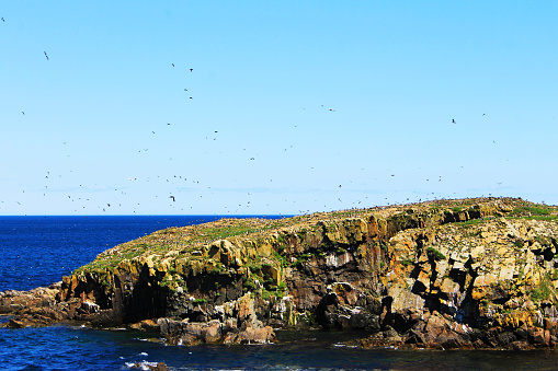 A small, rocky island covered with Atlantic Puffins, of  the coast of Elliston, Newfoundland.