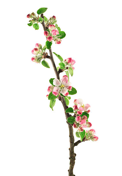 isolated apple branch - appelbloesem stockfoto's en -beelden