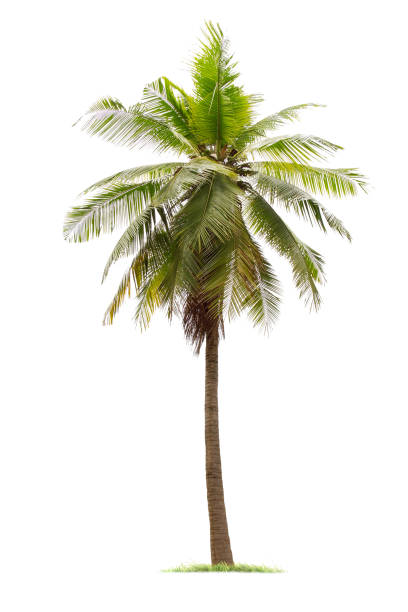 isolated big coconut tree on White Background. stock photo