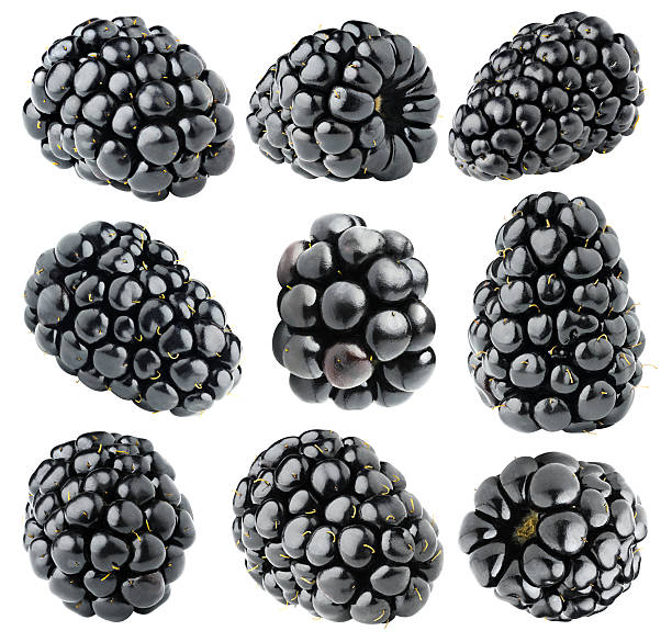 Isolated blackberries collection stock photo