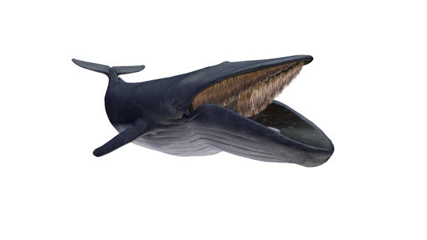 isolerad blåval öppnade munnen diagonalt vänster syn på vit bakgrund redo att cutout 3d-rendering - blue whale bildbanksfoton och bilder