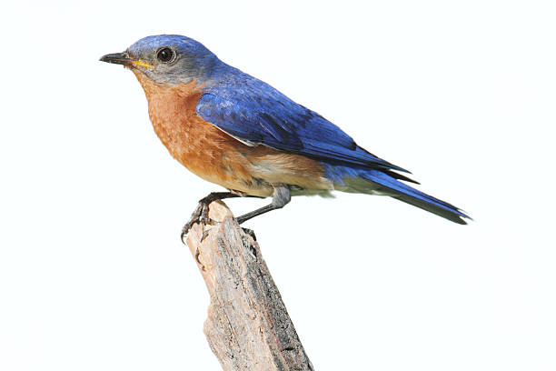 Isolated Bluebird On A Perch With A White Background stock photo