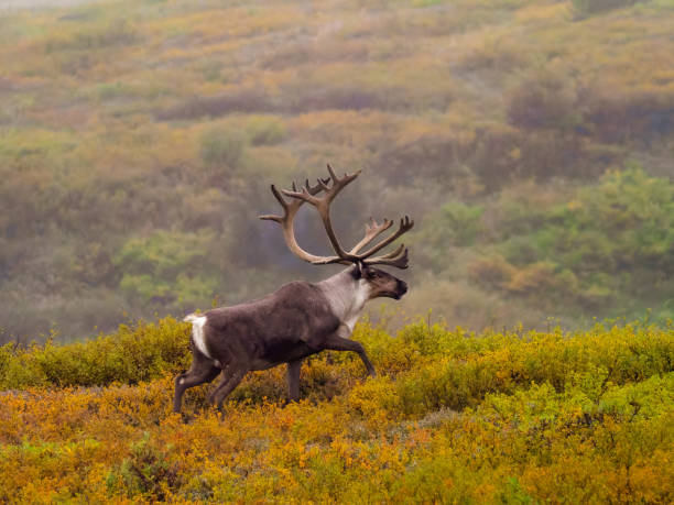 Isolated bull caribou on colorful autumn tundra in Alaska stock photo