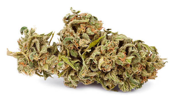 isolated cannabis bud - knop plant stage stockfoto's en -beelden