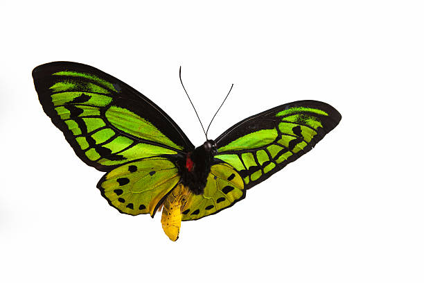 Isolated close-up photograph of a green butterfly in flight Green Birdwing Butterfly, isolated on white background animal antenna photos stock pictures, royalty-free photos & images