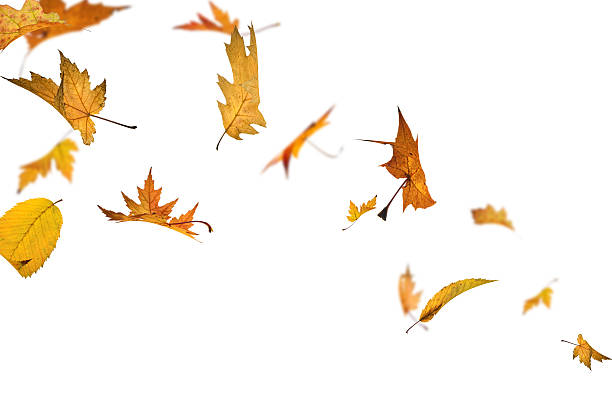 Isolated falling autumn leaves stock photo