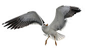 istock Isolated flying seagull. 1287696124