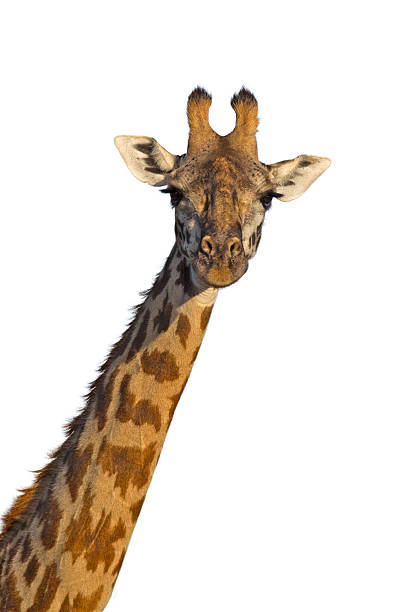 Isolated giraffe Masai giraffe isolated on white background. masai giraffe stock pictures, royalty-free photos & images