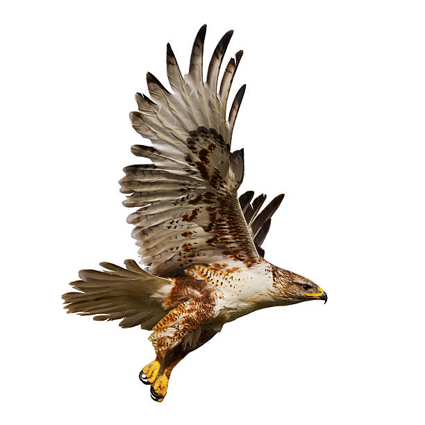 isolated hawk in flight - klauw roofvogel stockfoto's en -beelden