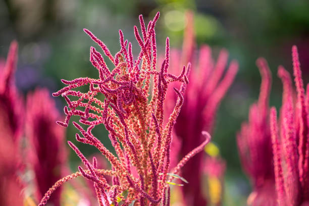 168 amaranthus caudatus stock photos pictures royalty free images istock