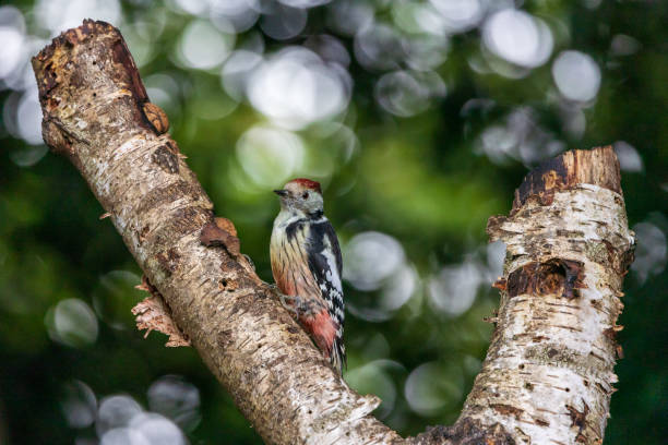 Isolated middle spotted woodpecker sitting on a tree with bokeh background stock photo