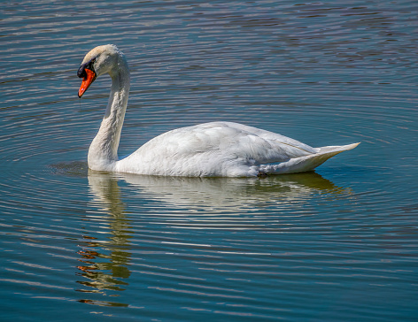 Isolated Mute Swan swimming in a lake. Shot in september in the Grand Voyeux regional nature reserve, Marne River, France