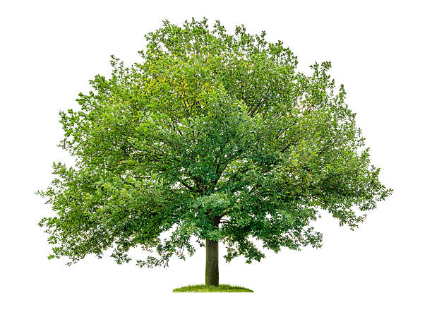 isolated oak tree on a white background stock photo