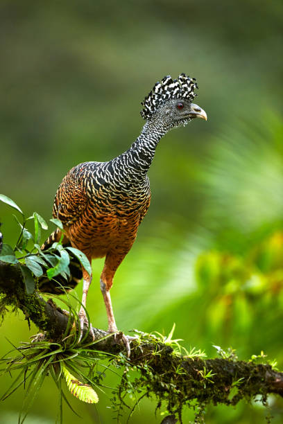 Isolated on blurred background, bird from rainforest, Great curassow, Crax rubra. Female with erected crest. Boca Tapada rainforest area, Costa Rica, Central America. stock photo