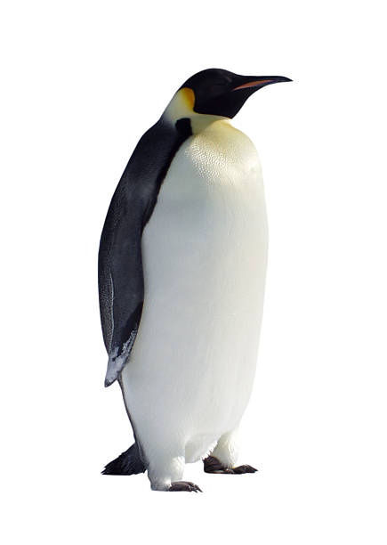 Isolated Penguin stock photo