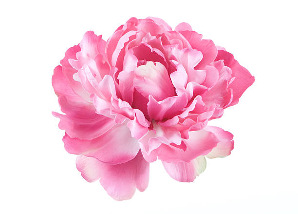 Isolated picture of a pink Peony flower Peony single flower isolated on white background single flower stock pictures, royalty-free photos & images