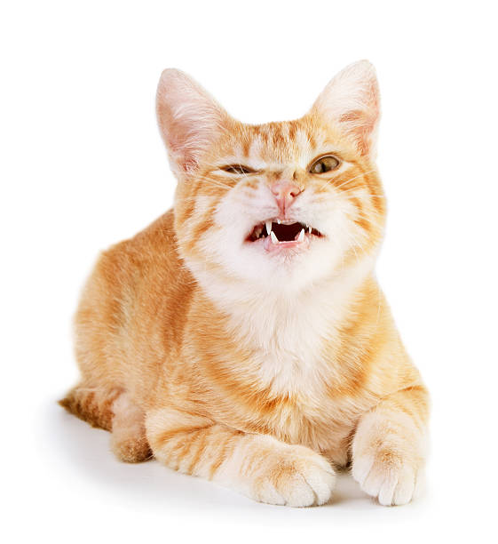 Isolated picture of an angry cat Angry red cat isolated on white background meowing stock pictures, royalty-free photos & images