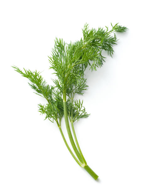 Isolated piece of dill against a white background Dill isolated on white dill photos stock pictures, royalty-free photos & images