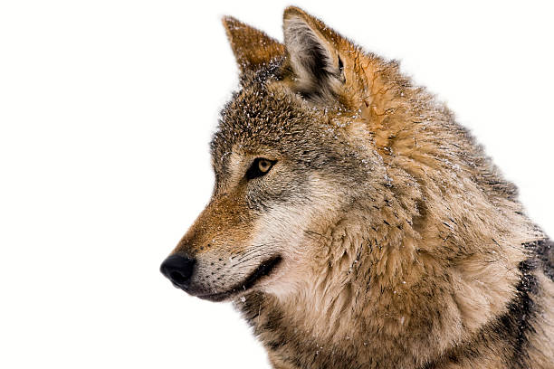 isolated portrait of a wolf with white background - grijze wolf stockfoto's en -beelden
