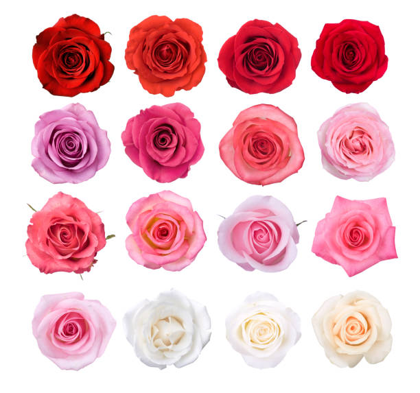Isolated Rose Blossoms Roses in reds, pinks, and whites. magenta photos stock pictures, royalty-free photos & images