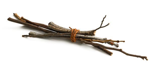 Bunch of tree branch isolated on white with clipping path.