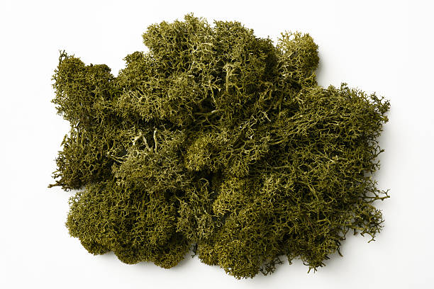 isolated shot of green moss on white background - moss bildbanksfoton och bilder