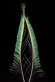 A macro photo of the top end of a beautifully coloured Peacock feather, photographed against a black background.