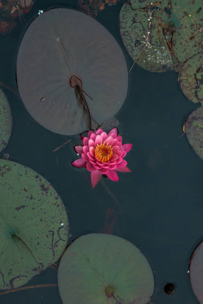 Isolated shot of Pink water lily stock photo