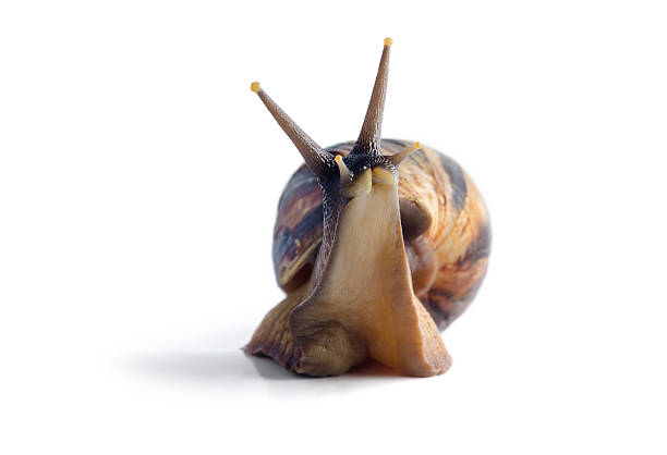 isolated snail achatina fulica on a white background - ağır çekim stok fotoğraflar ve resimler