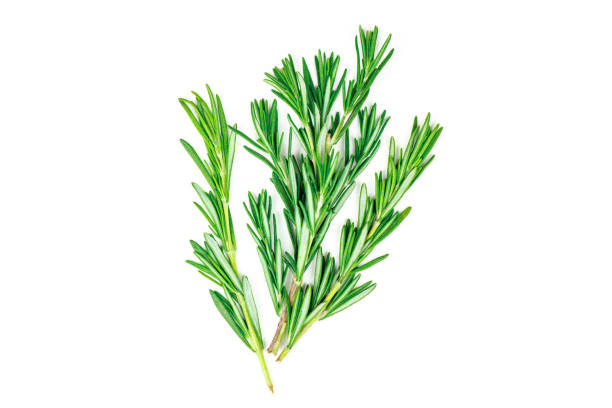 isolato top view piatto giaceva foglie di rosmarino verde fresco, ramoscelli e rami su sfondo bianco - erba italiana foto e immagini stock