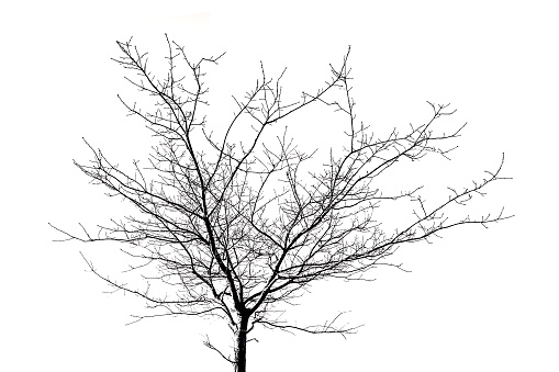 Isolated Tree Silhouette