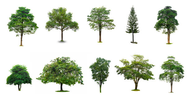 건축 설계, 인테리어에에서 사용 하기 위해 적당 한 흰색 바탕에 흰색 배경에 고립 된 나무의 컬렉션에 고립 된 나무 작업 - 낙엽수 뉴스 사진 이미지