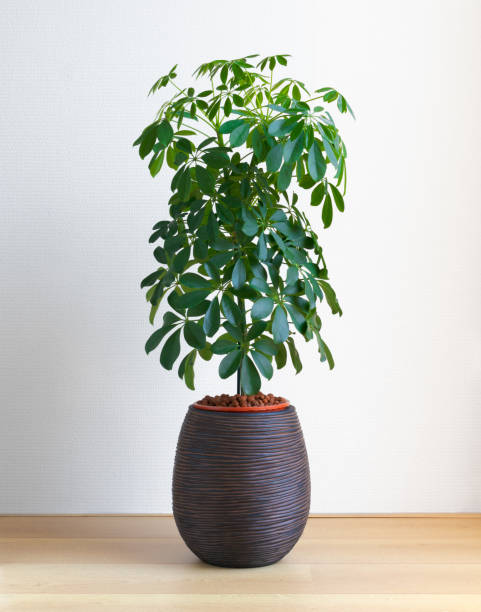 Isolated Umbrella Tree, Schefflera Compacta plant on the floor in front of white wall stock photo
