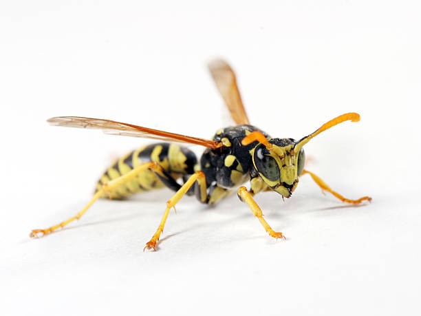 Isolated wasp 03  jacket stock pictures, royalty-free photos & images