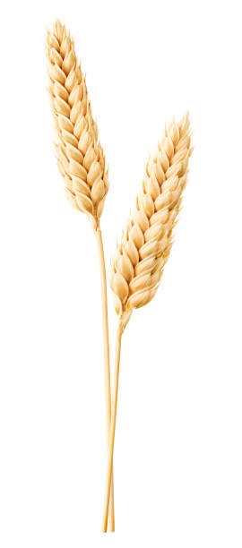 Isolated wheat stock photo