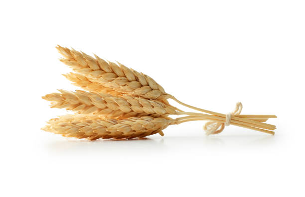 Isolated wheat stock photo
