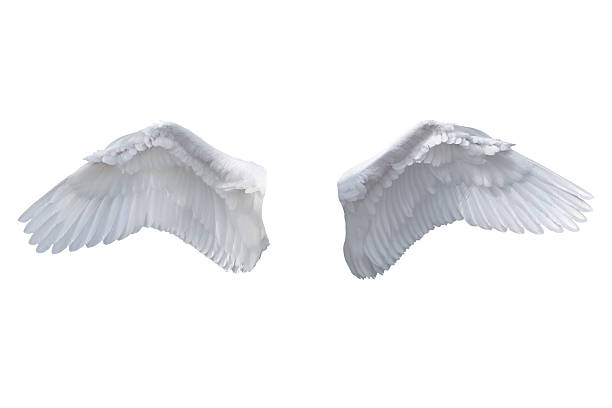 Isolated White Angel Wings "Detailed shot of the wings of a white swan.Great for your angelic composites.For an image with the wings in use, please see:" animal wing stock pictures, royalty-free photos & images
