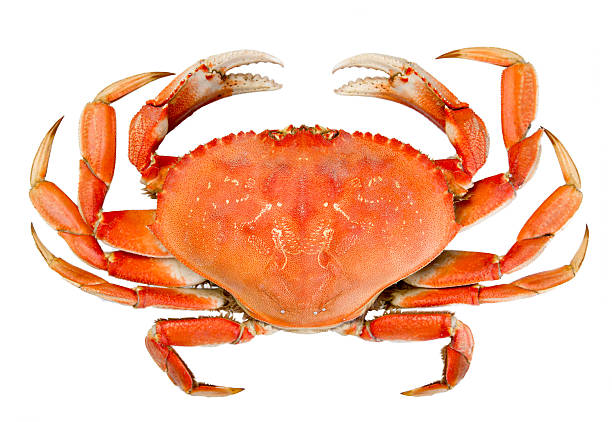 Isolated Whole Dungeness Crab Cooked whole dungeness crab with natural marks on the shell and isolated on white background claw photos stock pictures, royalty-free photos & images