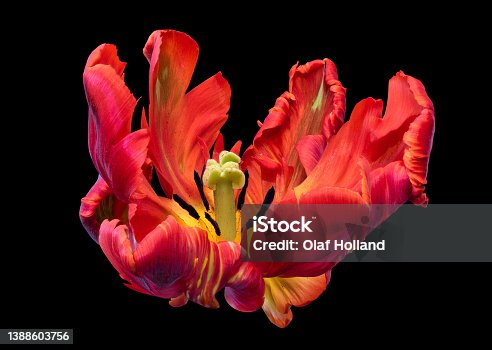 istock isolated wide open parrot tulip blossom in pop-art colors on black background 1388603756